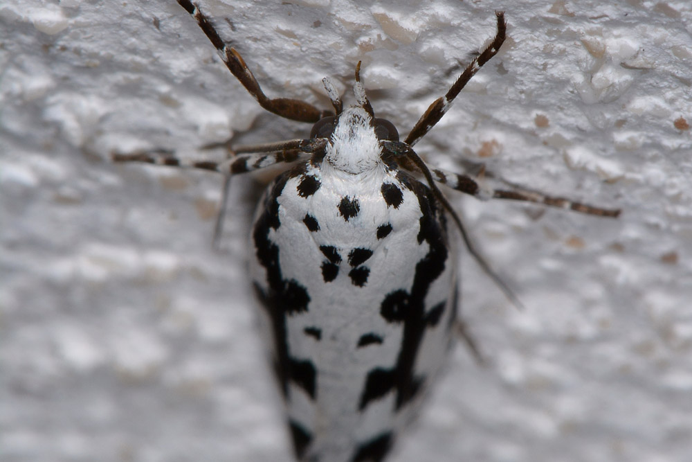 Elachistidae? S, Ethmia pusiella